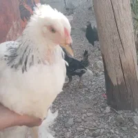 مرغ امپراطور|حیوانات مزرعه|سیستان, |دیوار