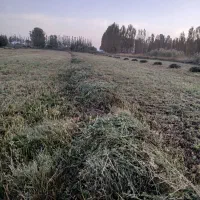 فروش یونجه در قوروق