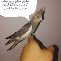 مجسمه، عروس