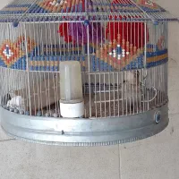 سهرقناری مست مست دهن سهره