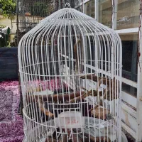 ۹عدد قفس پرنده