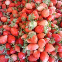 توت فرنگی ارگانیک