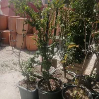 درخت|گل و گیاه طبیعی|شیراز, شهرک گلستان|دیوار