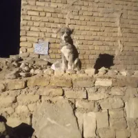 توله سگ.ماده. گم شده.|حیوانات|شیروان (خراسان), |دیوار