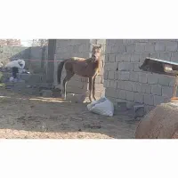 اسب کره مادیون ۹ ماه