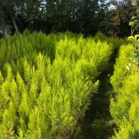 فروش لاوسون(کاج طلایی)|گل و گیاه طبیعی|کتالم و سادات شهر, |دیوار