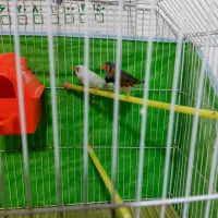 فنچ نر و ماده