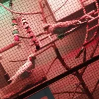 جفت عروس هلندی کارداده ، با کوتوله برزیلی|پرنده|مشهد, انصار|دیوار