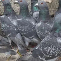 کبوتر مسافتی