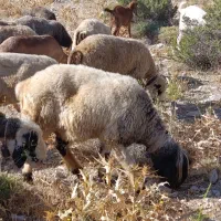 میش داشتی گله گیر