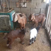 بز بابزغاله|حیوانات مزرعه|شوش, |دیوار