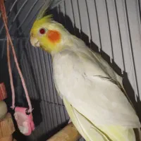 عروس هلندی ماده