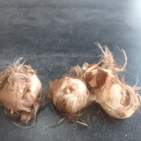 پیاز‌درجه‌یک‌زعفران