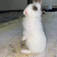 خرگوش مینی|موش و خرگوش|تهران, والفجر (افسریه)|دیوار