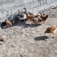 جوجه|حیوانات مزرعه|کرمانشاه, |دیوار