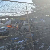 گنجه و تور کبوتر|پرنده|تهران, کوی بیمه|دیوار