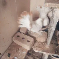 کبوتر دم چتری|پرنده|تربت‌حیدریه, آغوی|دیوار