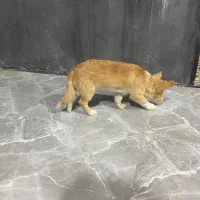 سگ جهت معاوضه|سگ|شیراز, گویم|دیوار