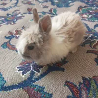 بچهخرگوشلوپ|موش و خرگوش|مشهد, کلاته برفی|دیوار