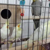 فروش عروس هلندی|پرنده|ابریشم, |دیوار