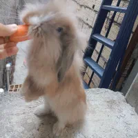 خرگوش لپ