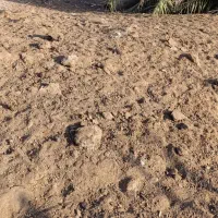 کود گوسفندی|لوازم جانبی حیوانات|رودبار (کرمان), |دیوار