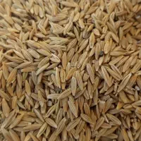 8کیسه جو بزری لری معاوضه با گندم