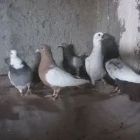 دوعدد دورنگ ماده.طوقی کاغذی ماده.یهودی هفترنگ نر..|پرنده|قزوین, |دیوار