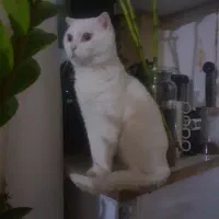 اسکاتیش سفید