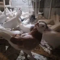 کبوتر