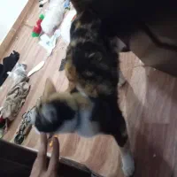 گربه|گربه|ارومیه, |دیوار