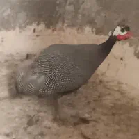 مرغ شاخدار