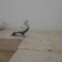 کبوتر دمبی ماده پرشی