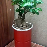 گل گیاه اپارتمانی بنسای دو عدد|گل و گیاه طبیعی|تهران, سجاد|دیوار