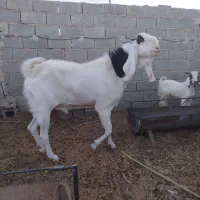حیوان گلابی