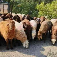 برهه نر قربانی نذری بیابونی پلاک دامپزشک