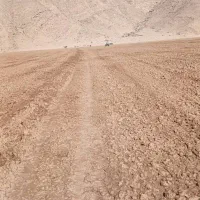 فروش ۵۰۰کیلو کاه تمیز شلیف شده