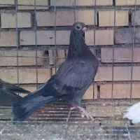 کبوتر زینتی لانگ فیس و تلسکوپی|پرنده|میمند, |دیوار