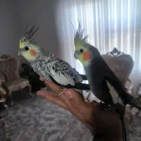 عروس هلندی