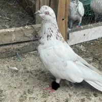 کبوتر