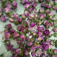 گل محمدی
