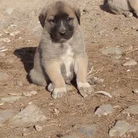 عراقی|سگ|فندقلو, |دیوار