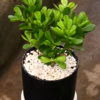 گیاه ثروت با گلدان سرامیکی|گل و گیاه طبیعی|مشهد, نیروی هوایی|دیوار