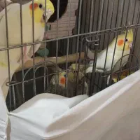 جوجه عروس هلندی|پرنده|وحیدیه, |دیوار