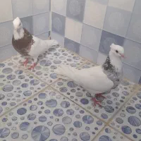 یک جفت کبوتر طوقی