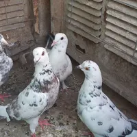 کبوتر خال سیاه|پرنده|قم, زنبیل آباد|دیوار