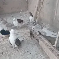کبوتر تهرونی کفتر بلند نوک قنار نوک ریز کشیده