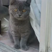 دختر خوشگل اسکاتیش|گربه|گنبد کاووس, |دیوار