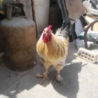 سلام خروس برهما فروشی