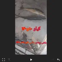 حراج حراج ماهی دریا